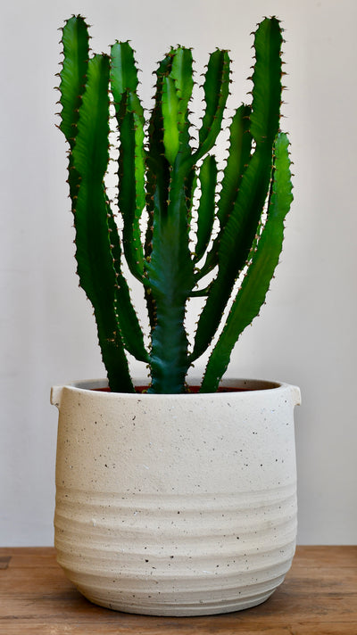 Euphorbia trigona ('African Milk Tree')