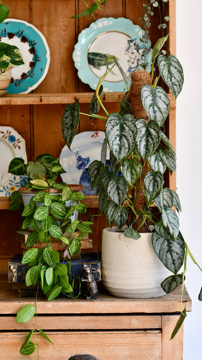 Philodendron Brandtianum on moss pole