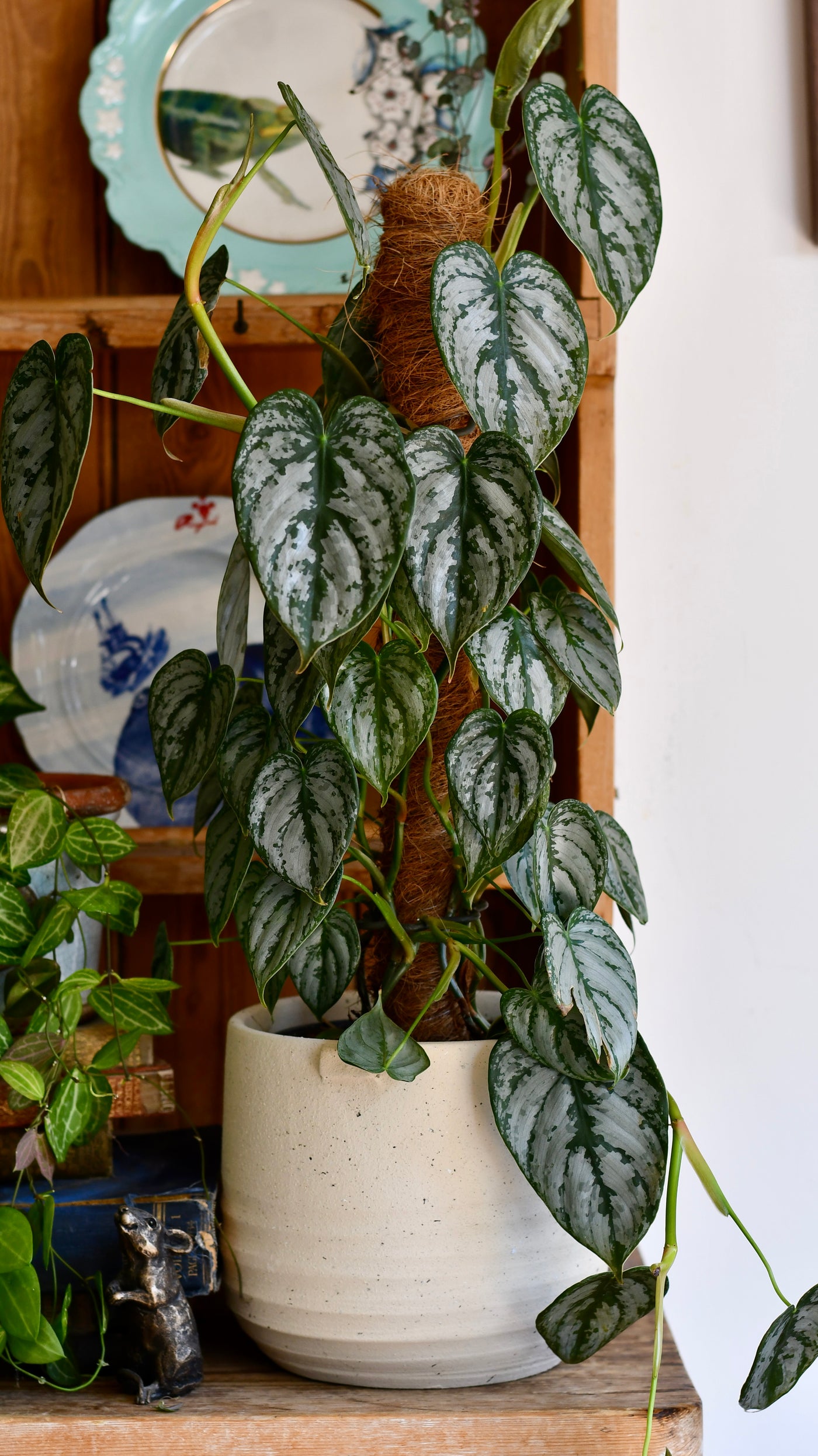 Philodendron Brandtianum on moss pole