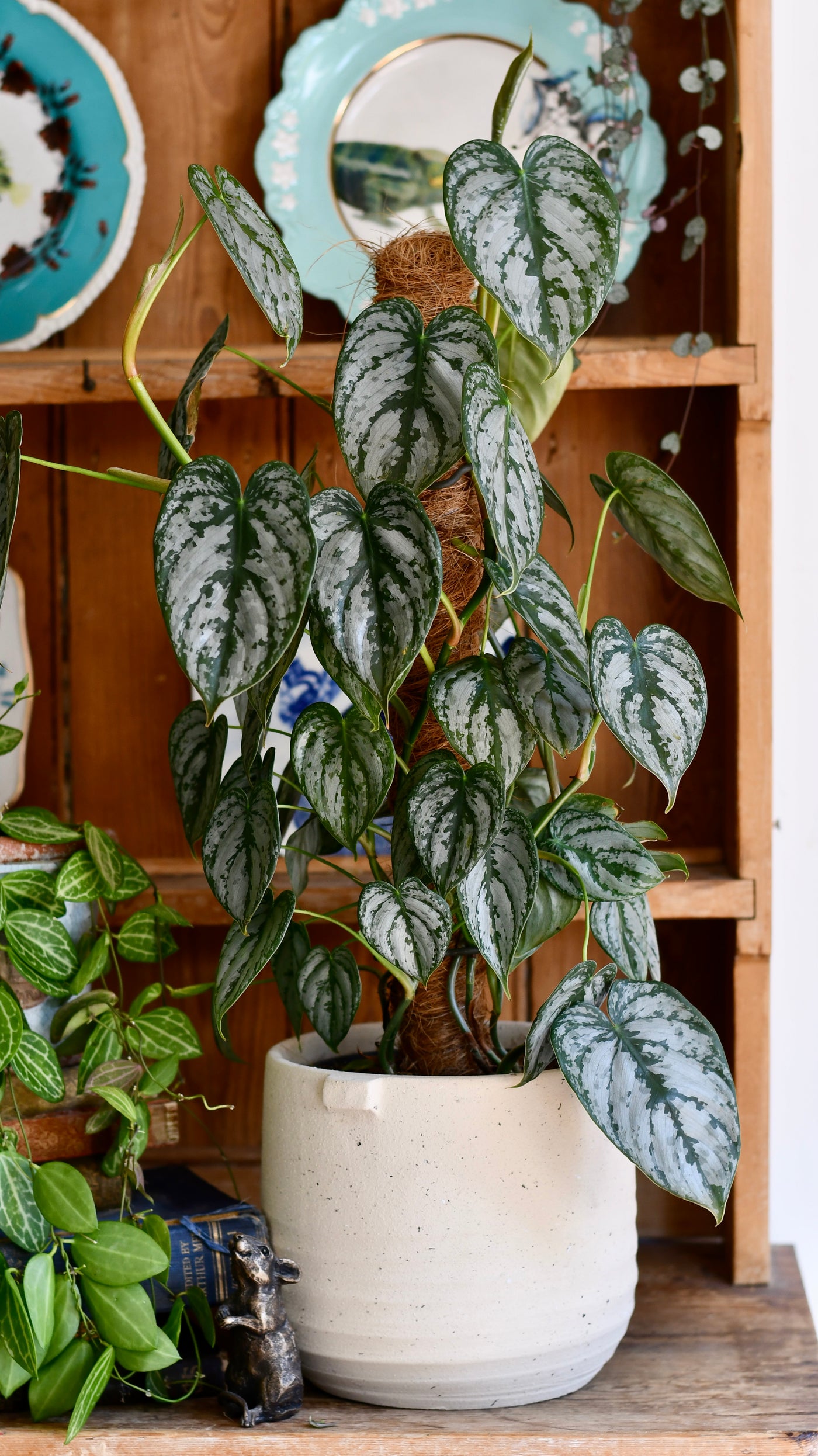 Philodendron Brandtianum on moss pole