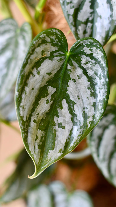 Philodendron Brandtianum on moss pole