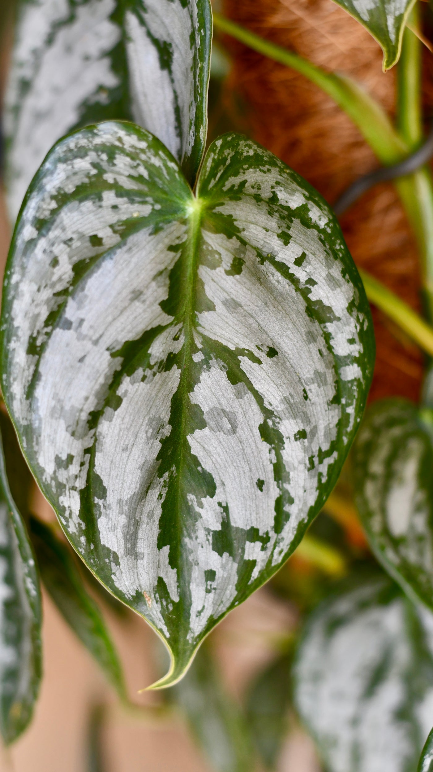 Philodendron Brandtianum on moss pole