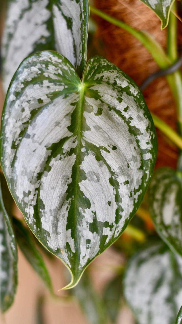 philodendron buy online uk Philodendron Brandtianum | UK Plants Delivered