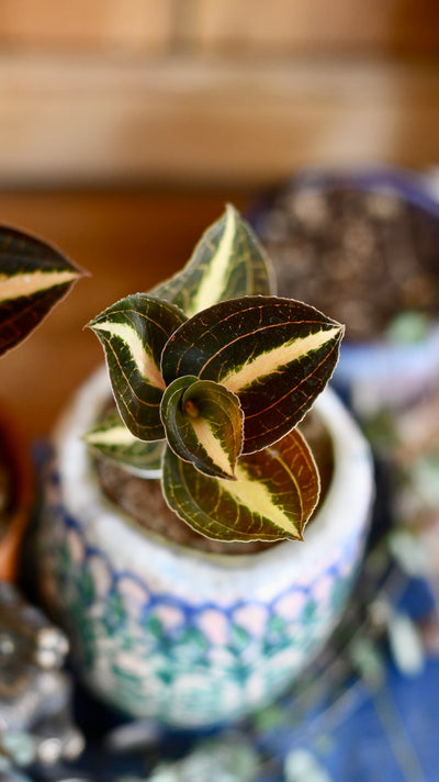 Macodes Petola Amber Jewel Orchid Houseplant