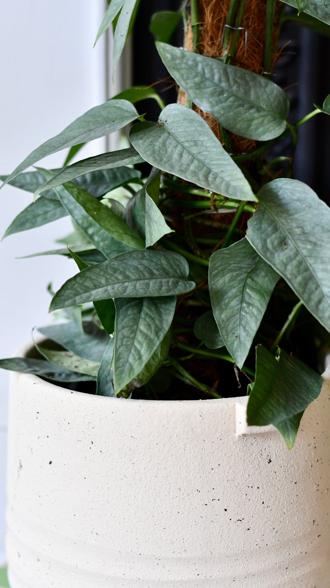 cebu blue pothos moss pole Epipremnum Cebu Blue | Cebu Blue Pothos | Epipremnum pinnatum