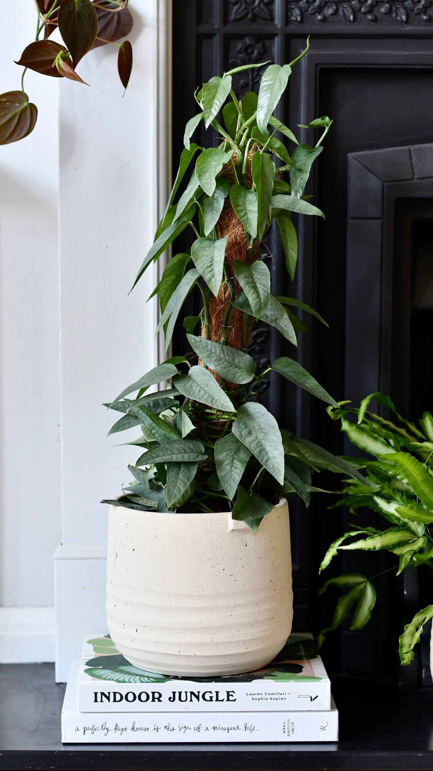 baltic blue pothos moss pole Epipremnum Cebu Blue | Cebu Blue Pothos | Epipremnum pinnatum