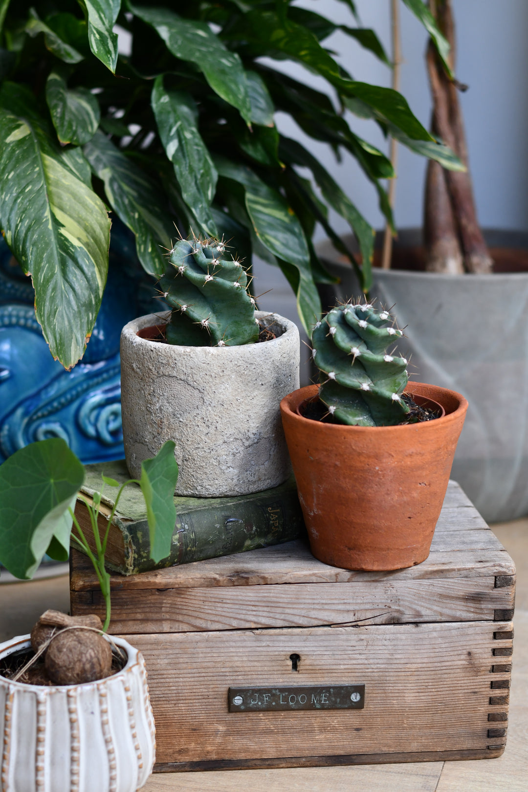 indoor succulents uk Medium Cereus Forbesi Spiral | Spiral Cactus