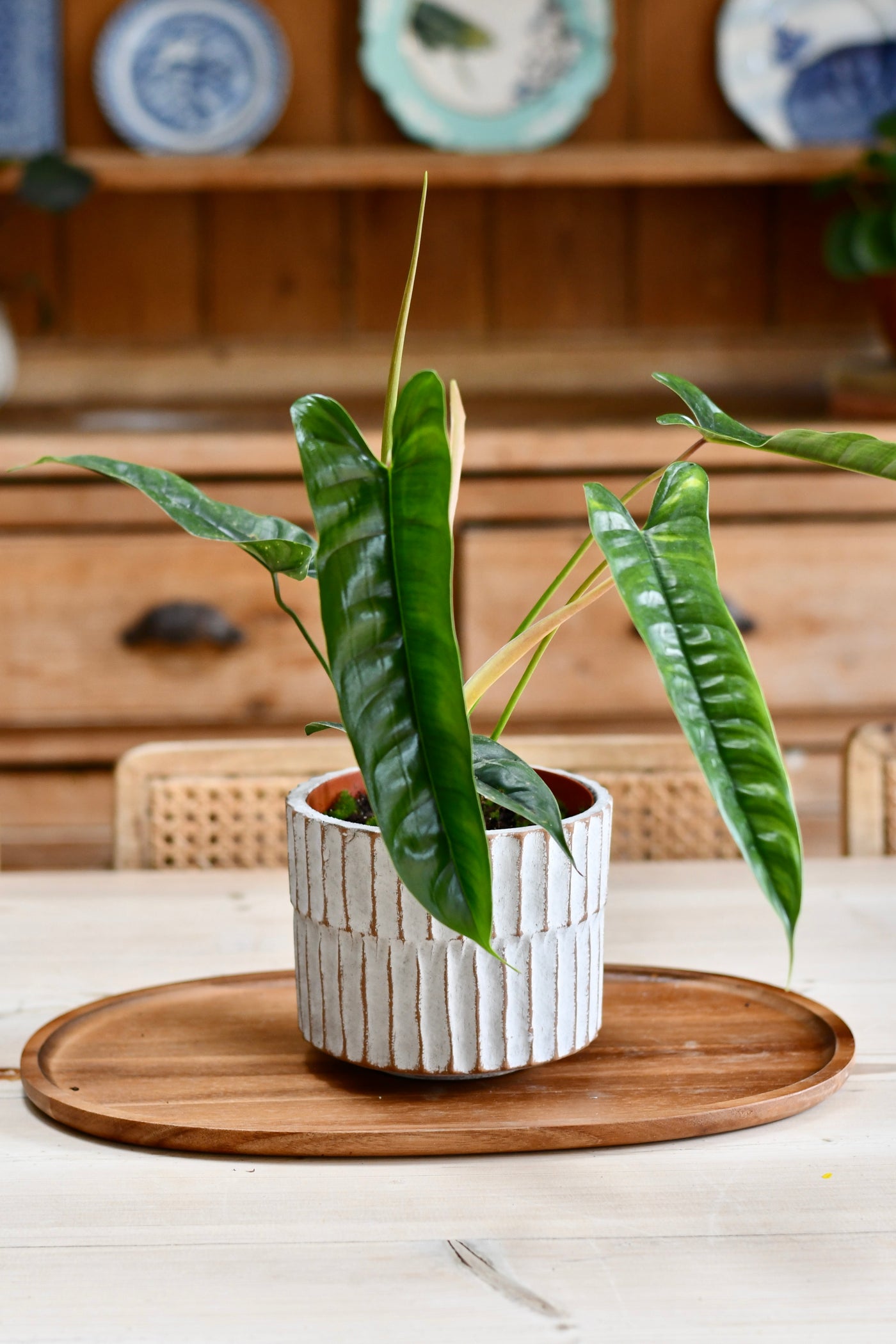 Buy Philodendron 'Felix'