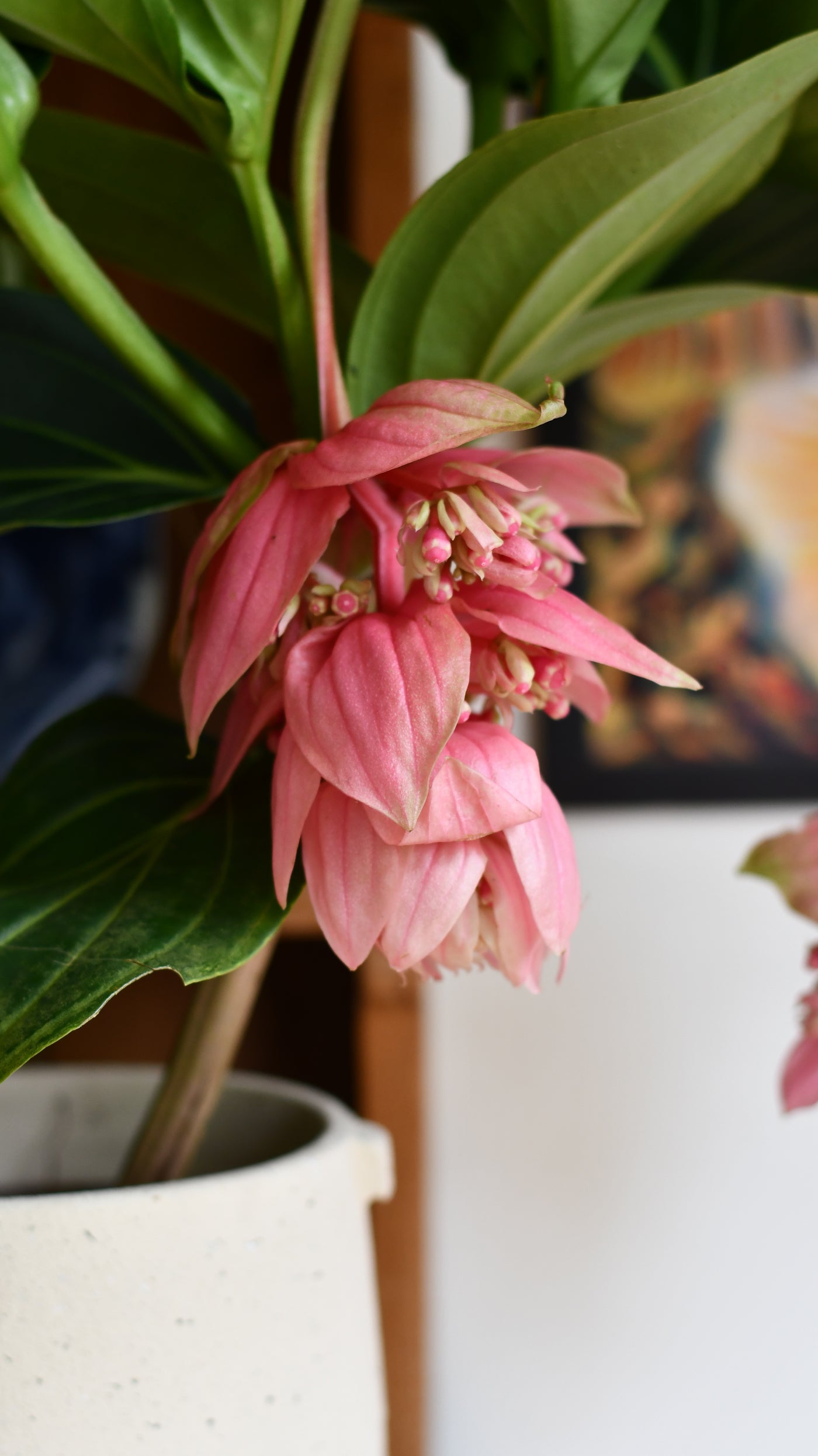 XL Medinilla Magnifica (Philippine Orchid)