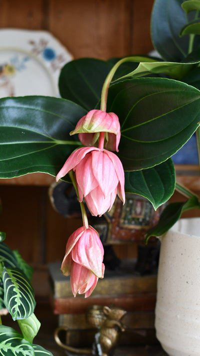 XL Medinilla Magnifica (Philippine Orchid)