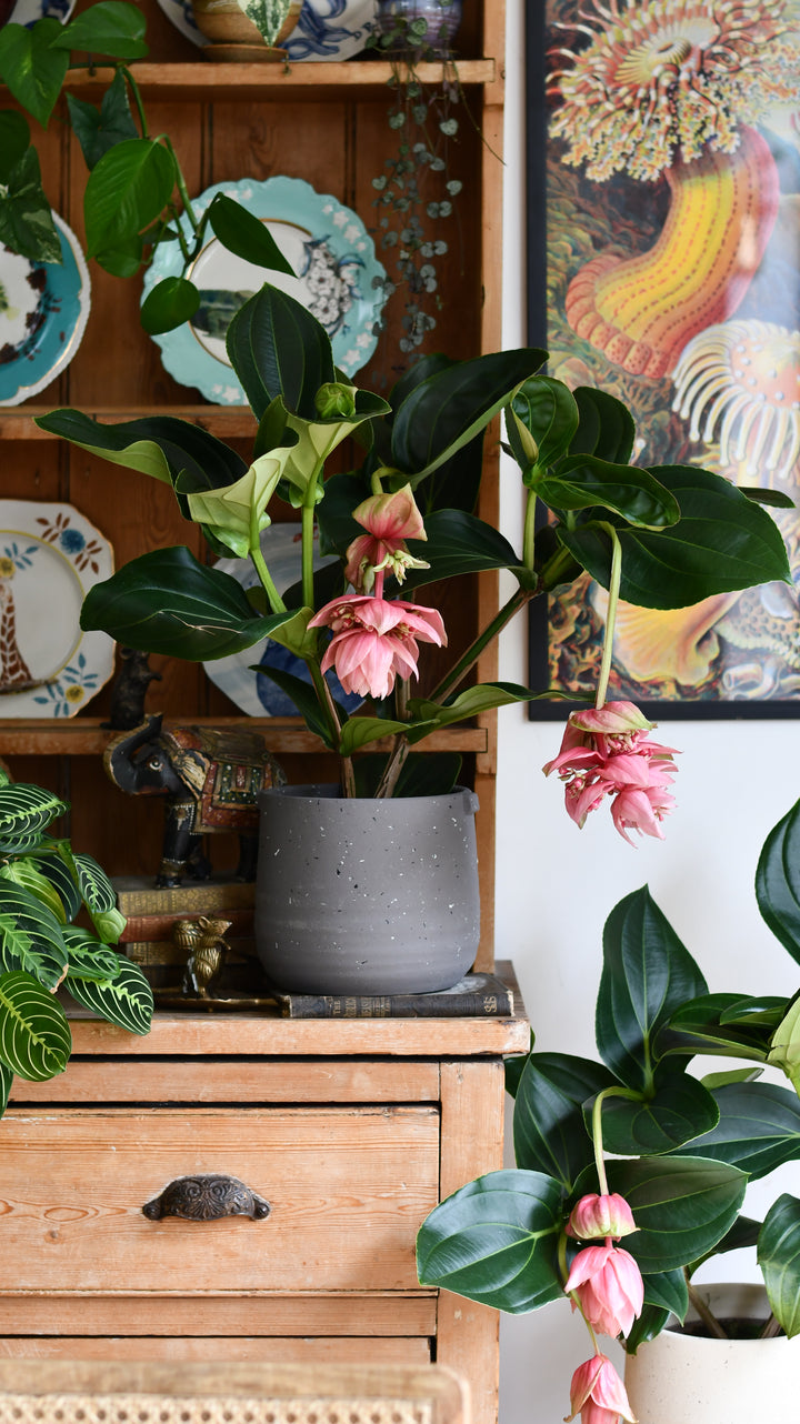 hanging man orchid plant for sale uk Medinilla Magnifica | Philippine Orchid