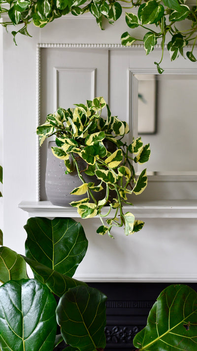 Epipremnum Njoy, Variegated Devils Ivy