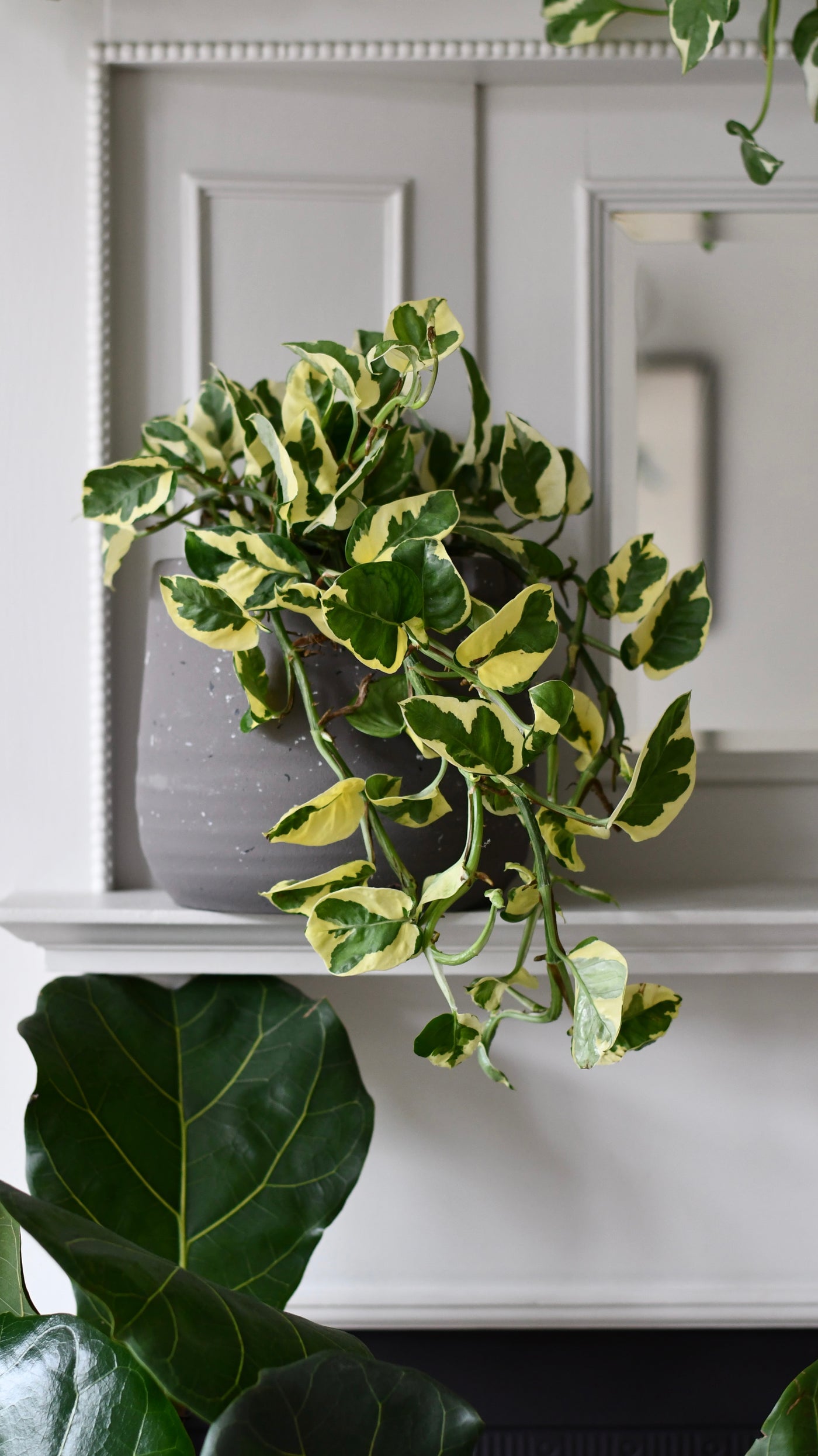 Epipremnum Njoy, Variegated Devils Ivy