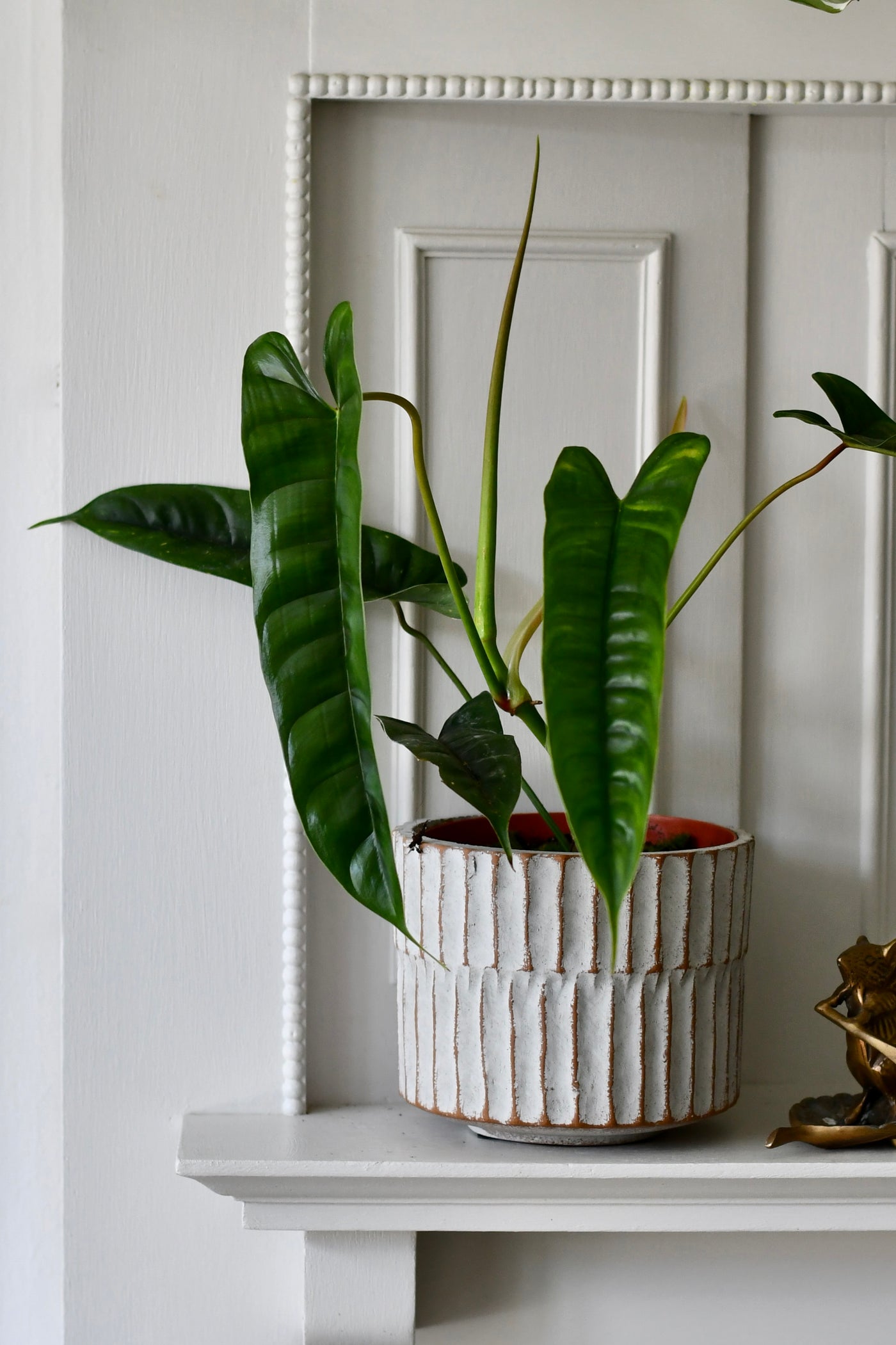 Buy Philodendron 'Felix'