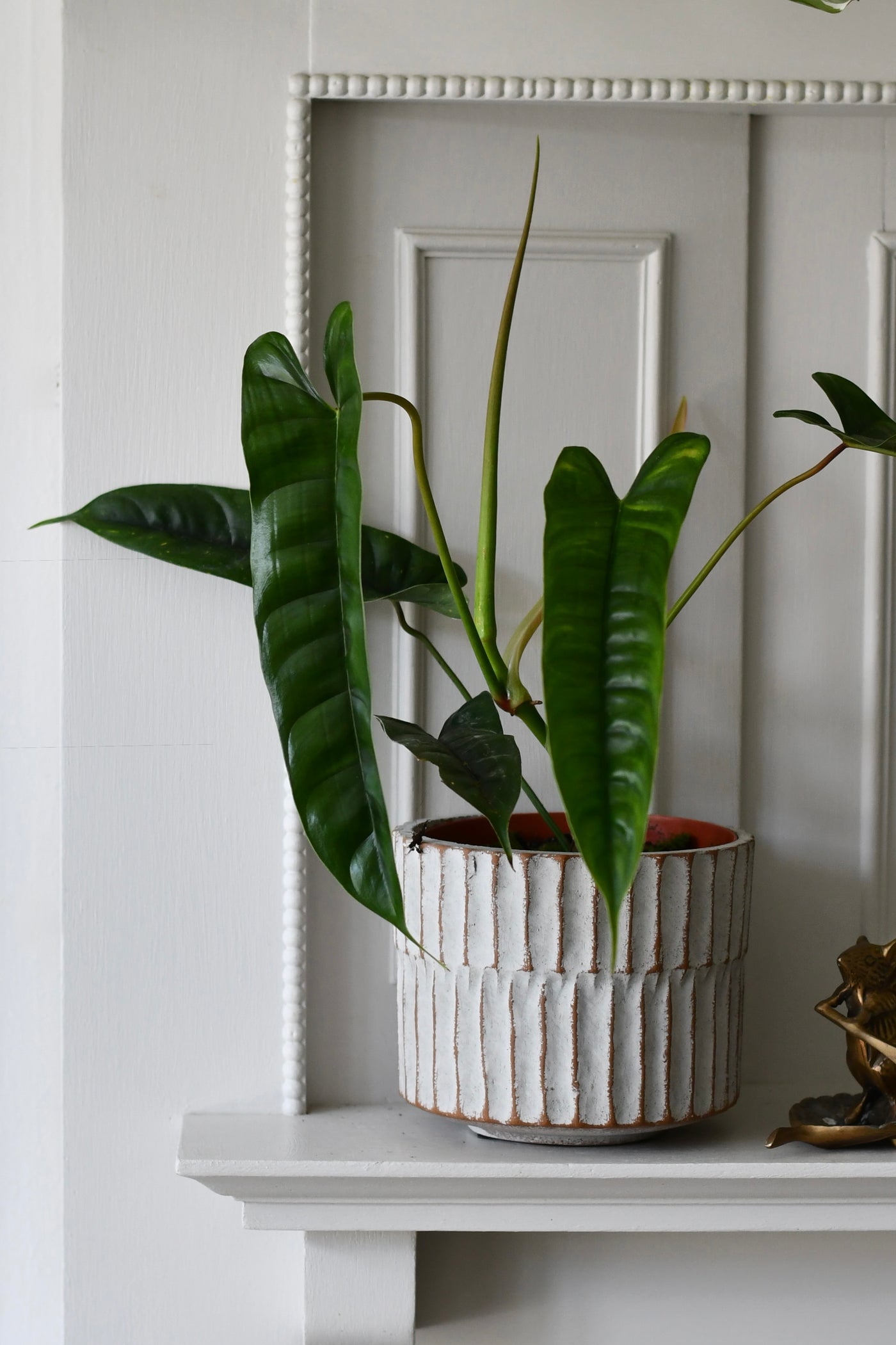 philodendron felix Buy Philodendron 'Felix'
