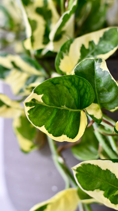 Epipremnum Njoy, Variegated Devils Ivy