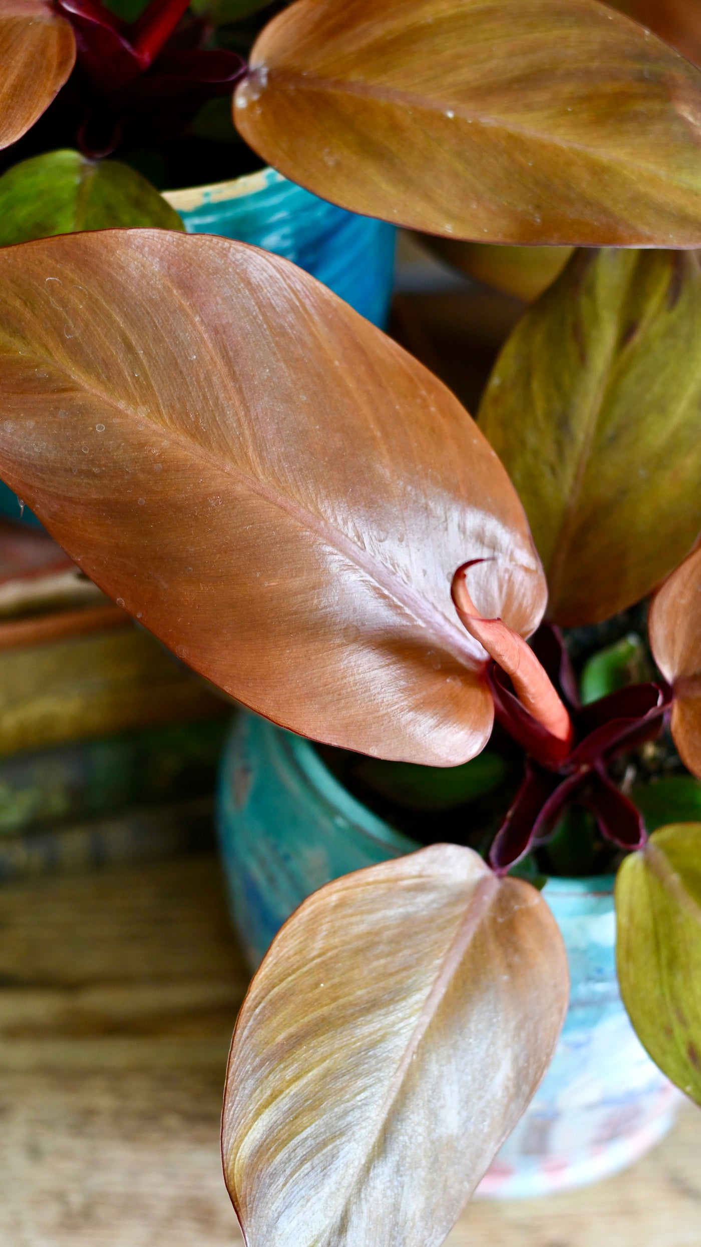 philodendron mccolley's finale light Philodendron Mccolley's Finale | Rare Plant