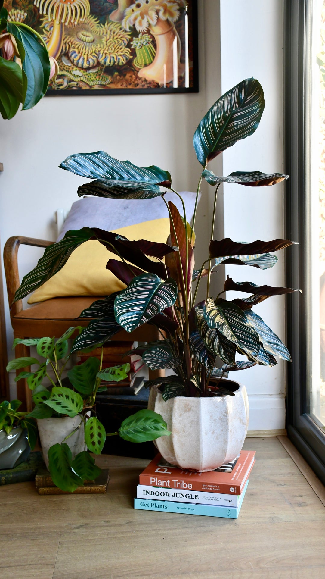 calathea ornata indoor plant Calathea Ornata | Pinstripe Calathea