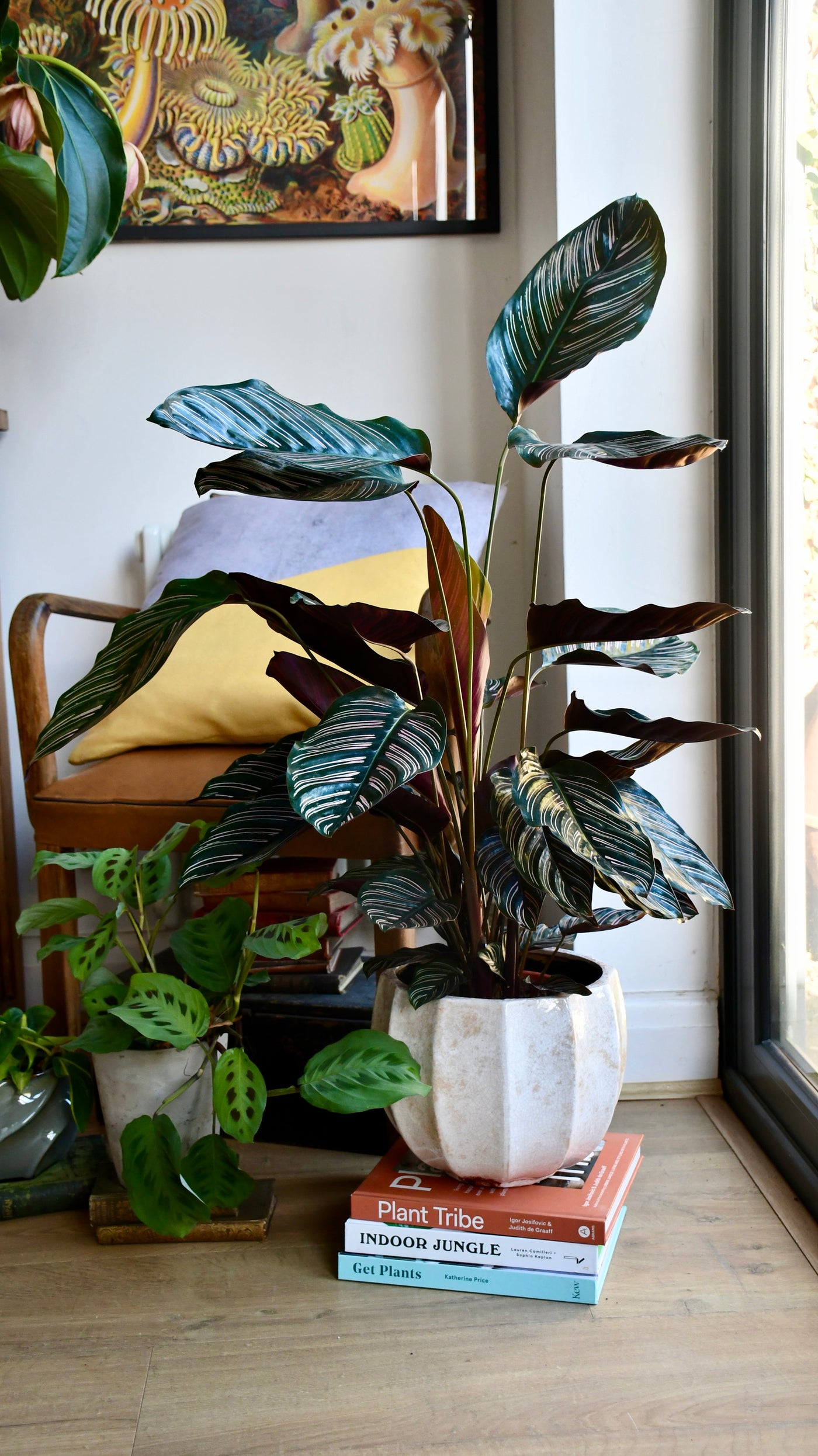 Calathea Ornata (pinstripe, peacock, zebra, or cathedral plant)