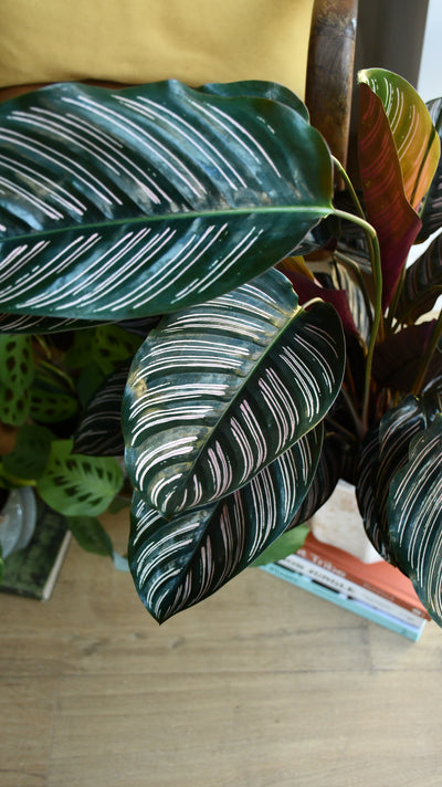 Calathea Ornata (pinstripe, peacock, zebra, or cathedral plant)