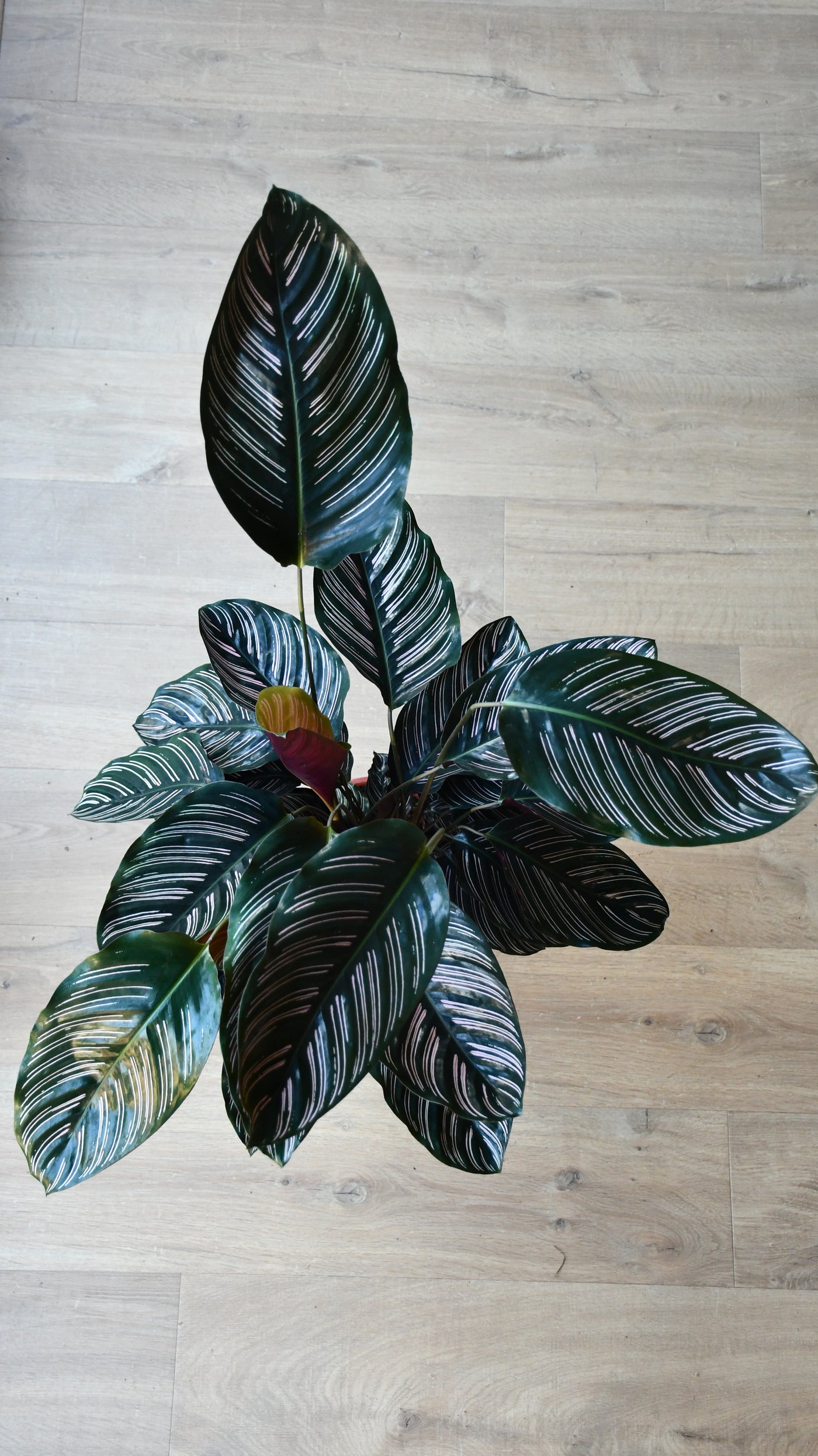 Calathea Ornata (pinstripe, peacock, zebra, or cathedral plant)