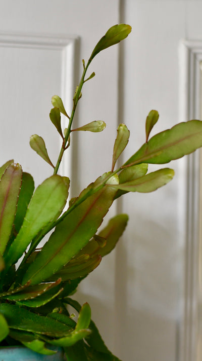 Small Rhipsalis Ramulosus - Red Coral