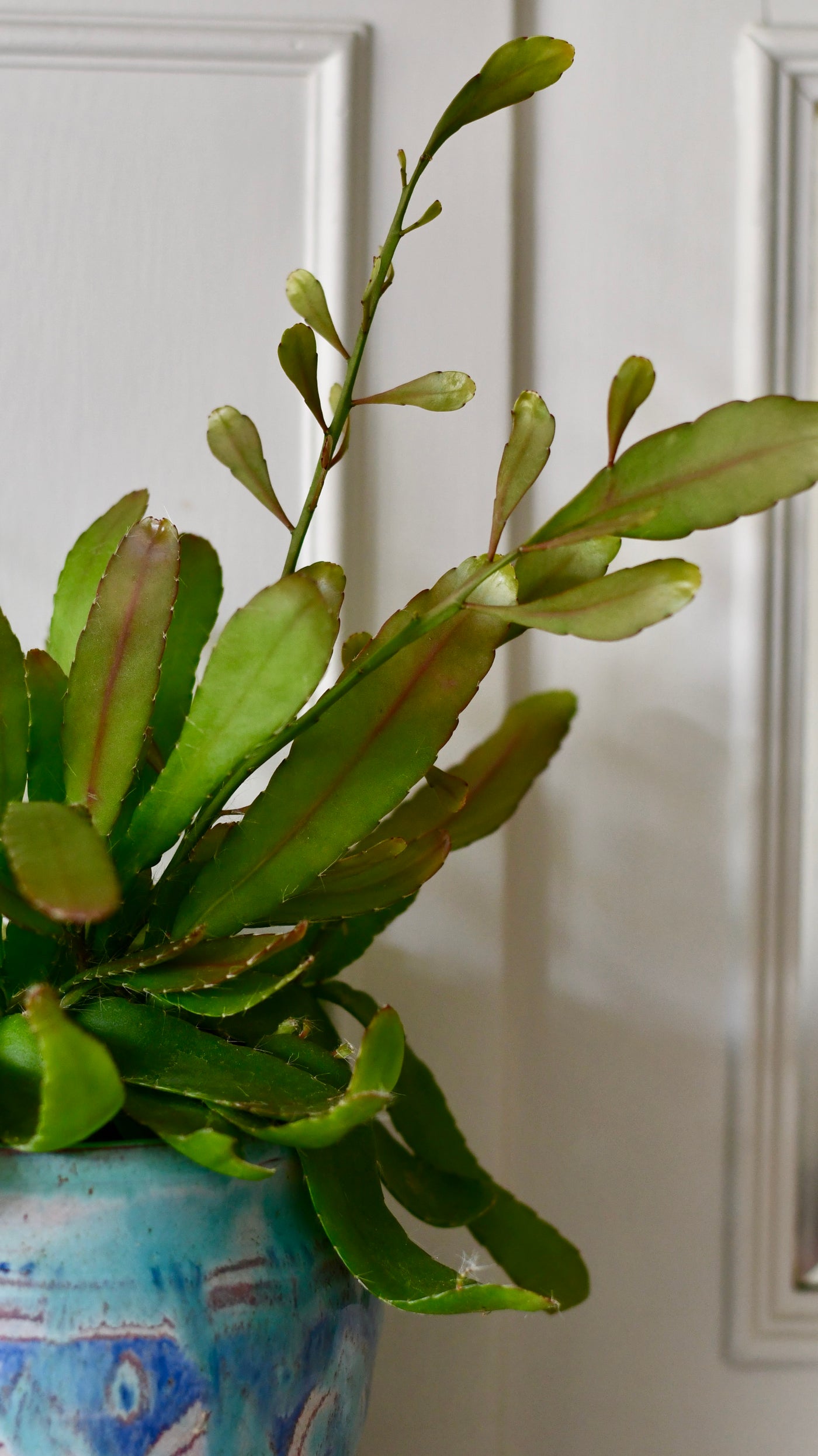 Small Rhipsalis Ramulosus - Red Coral