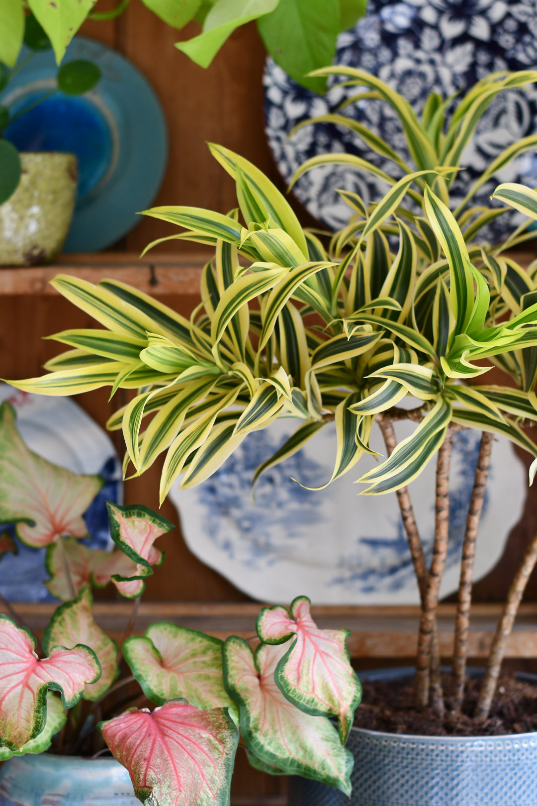 spider plant vs song of india Dracaena Song of India (Dracaena reflexa – Rounded Crown Form) – Happy Houseplants