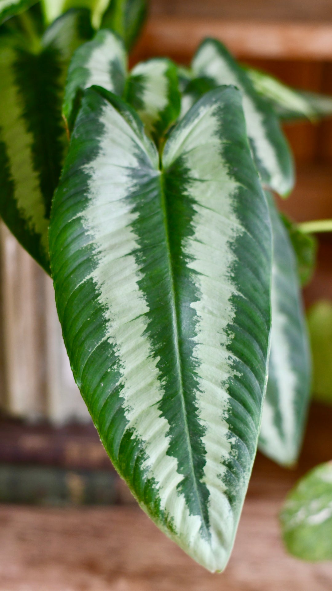 Schismatoglottis Wallichi | Drop Tongue Plant