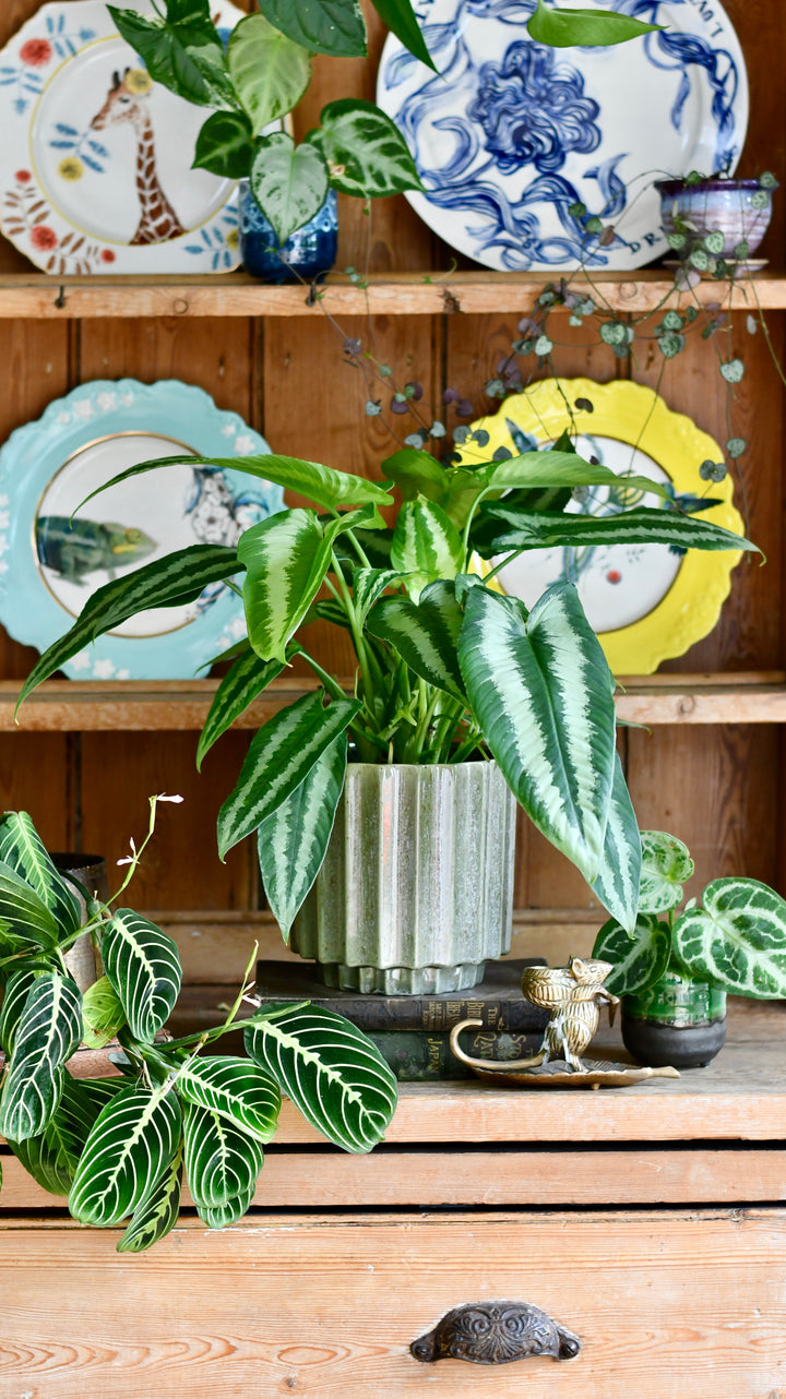 Schismatoglottis Wallichi | Drop Tongue Plant | Happy Houseplants
