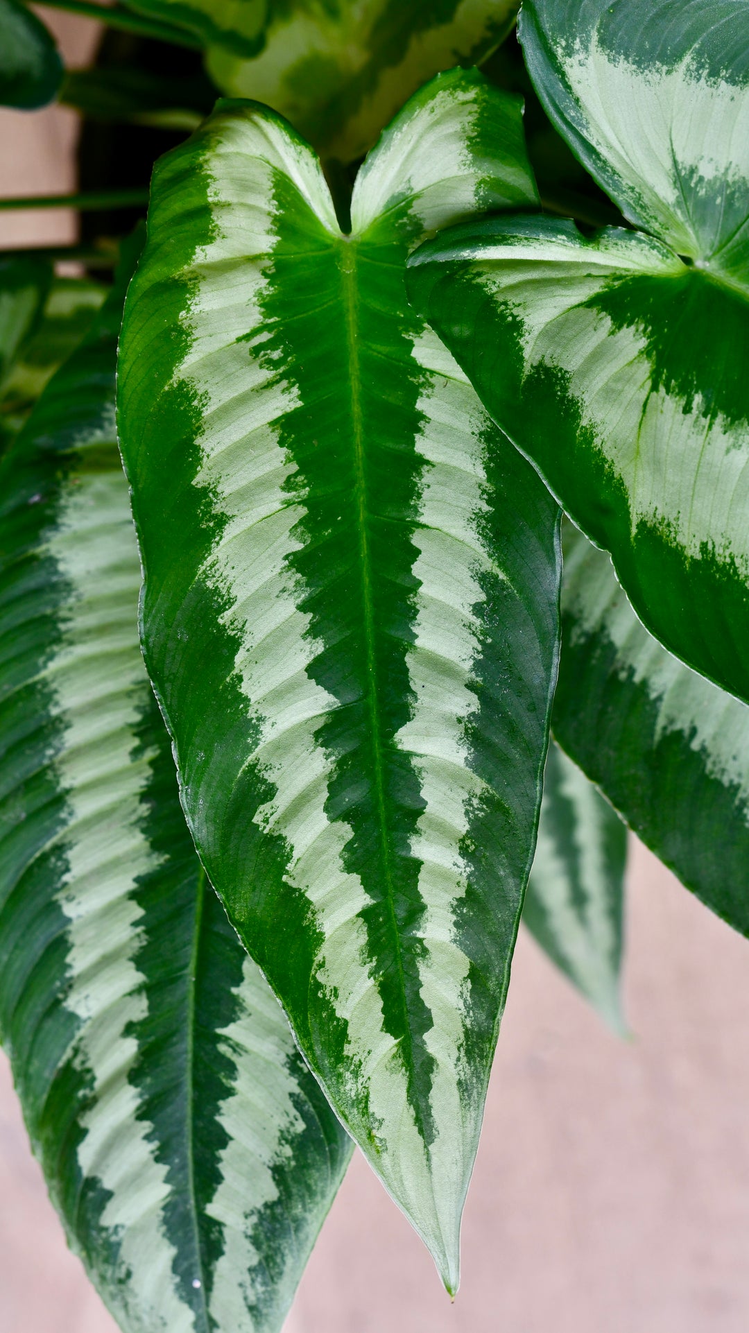 Schismatoglottis Wallichi | Drop Tongue Plant | Happy Houseplants