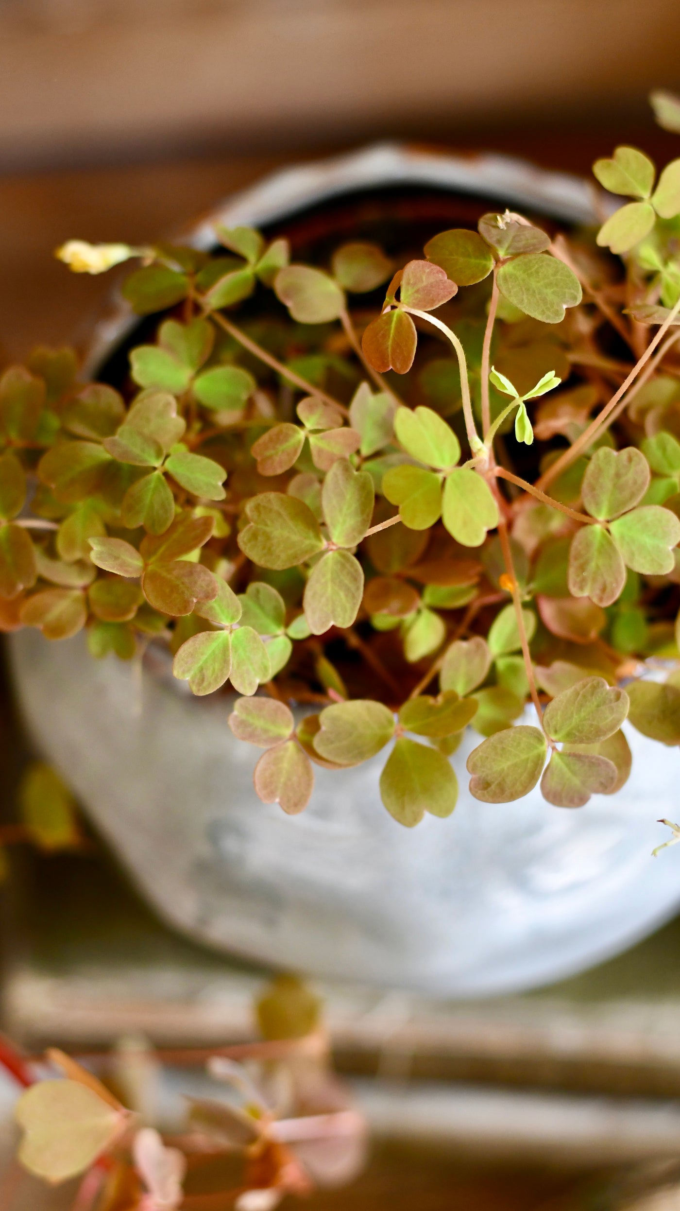 Oxalis spiralis vulcanicola 'Sunset Velvet' or Oxalis Sunset Yellow