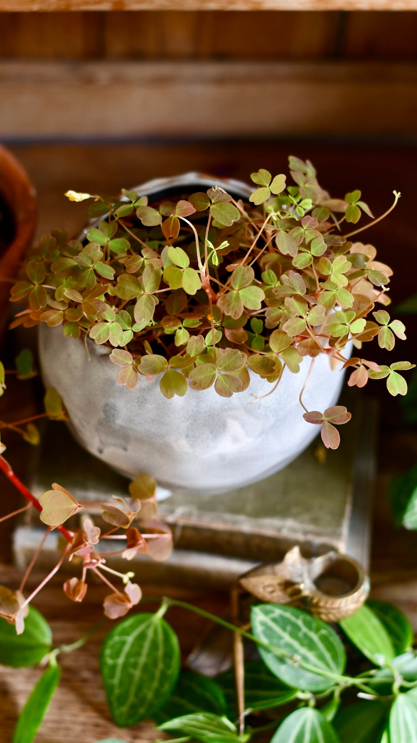 Oxalis spiralis vulcanicola 'Sunset Velvet' or Oxalis Sunset Yellow