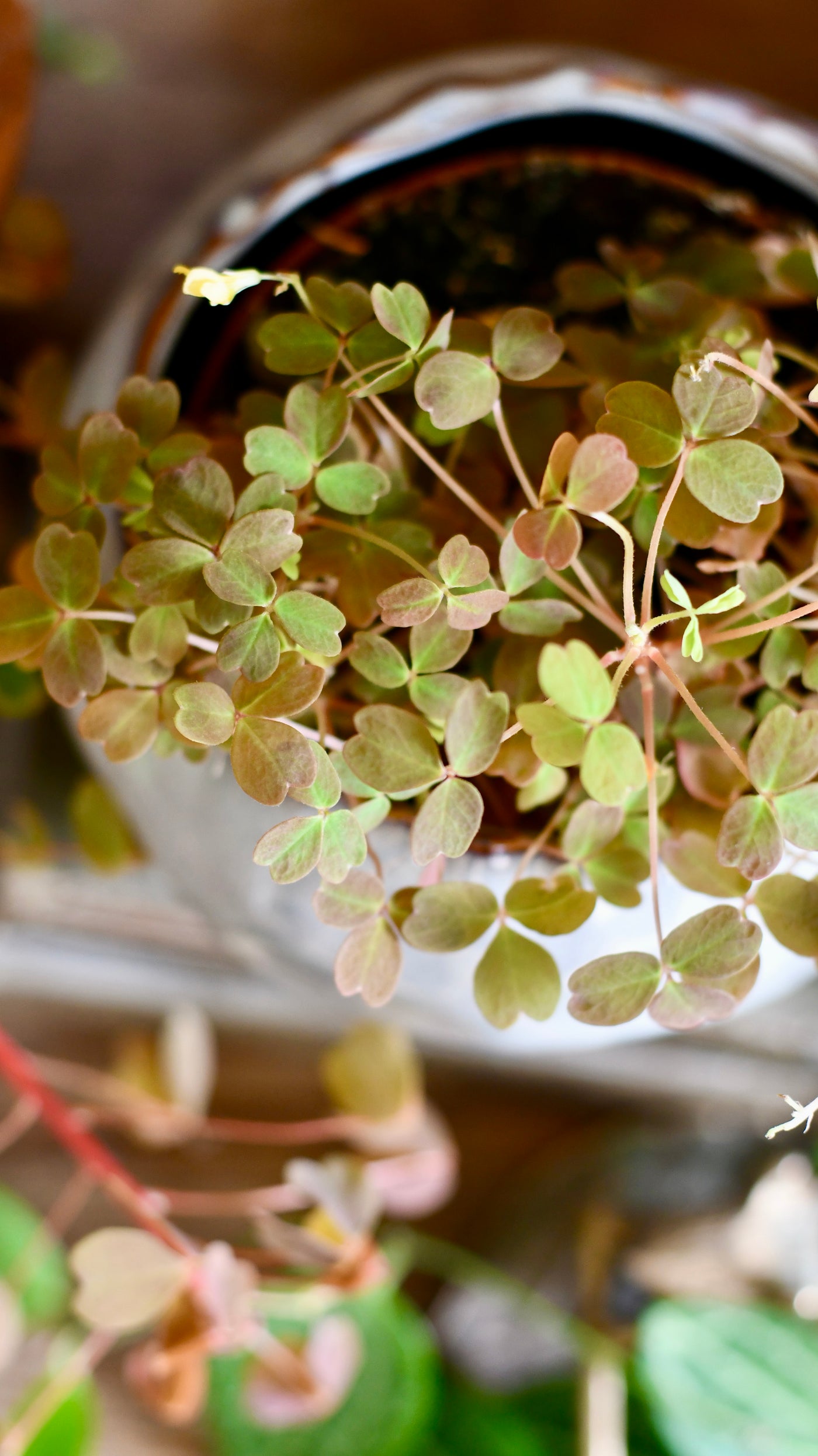 Oxalis spiralis vulcanicola 'Sunset Velvet' or Oxalis Sunset Yellow