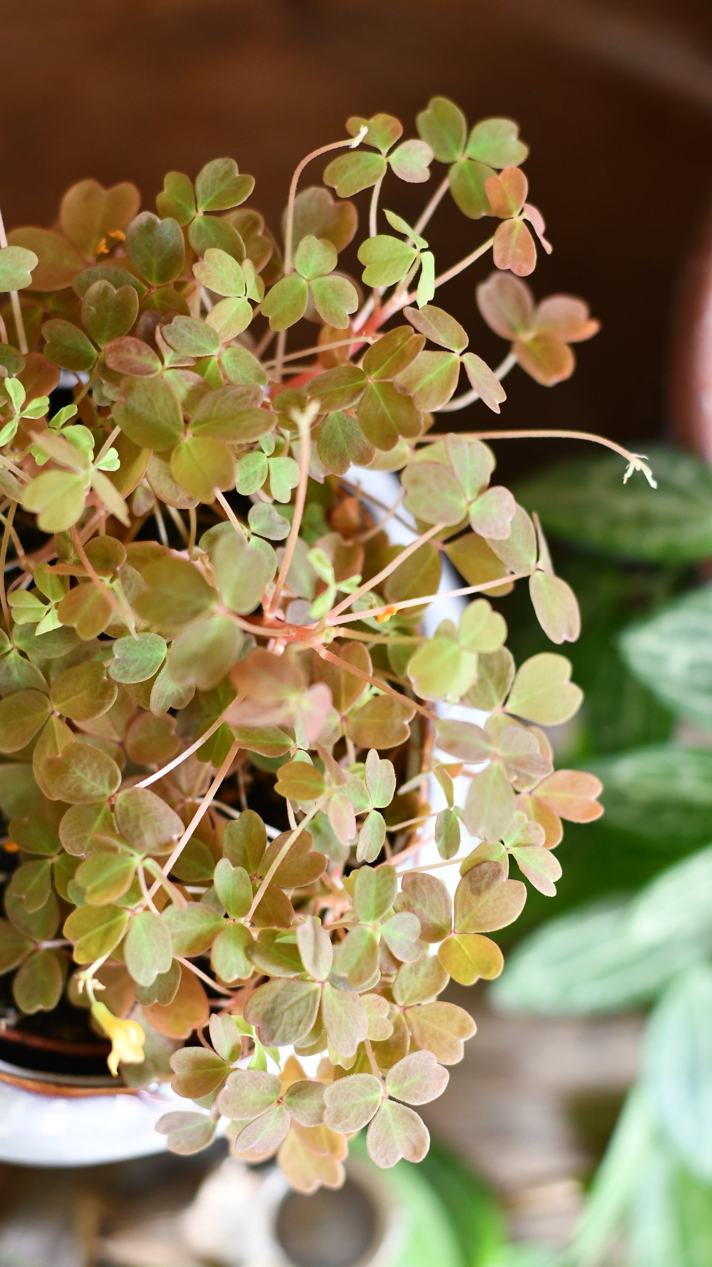 Oxalis spiralis vulcanicola 'Sunset Velvet' or Oxalis Sunset Yellow