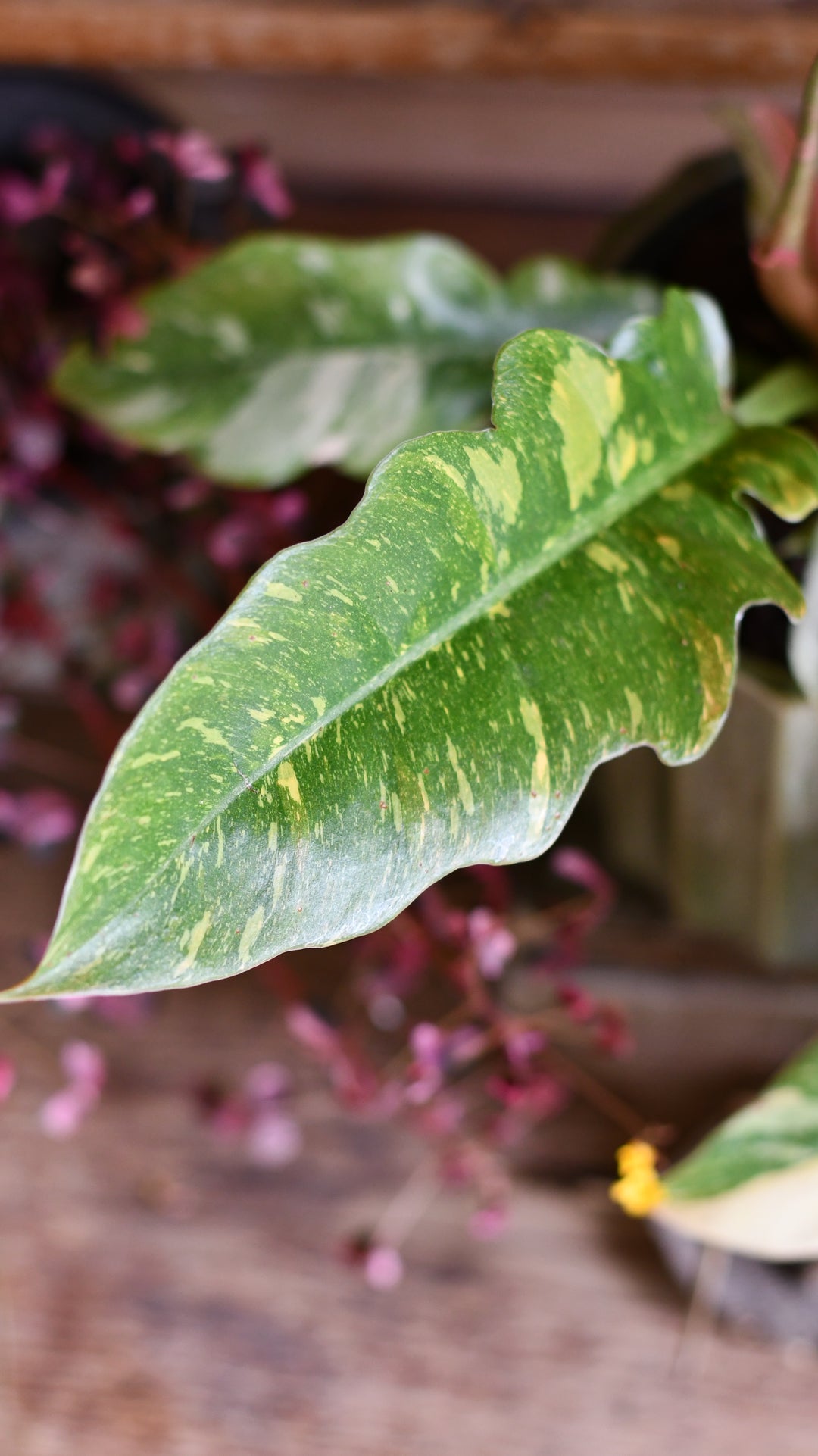 philodendron golden tiger tooth Philodendron 'Ring of Fire' | Variegated Tiger Tooth Plant