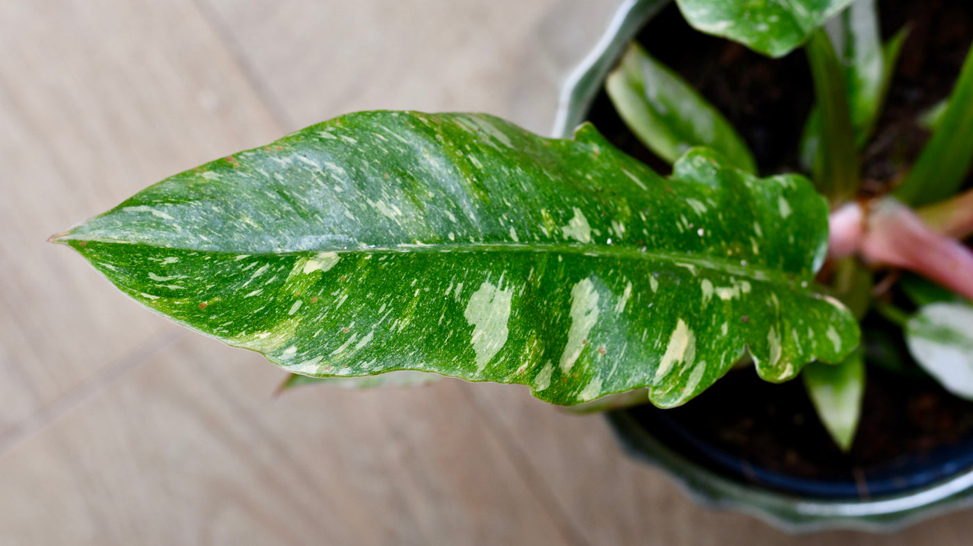 Philodendron 'Ring of Fire'