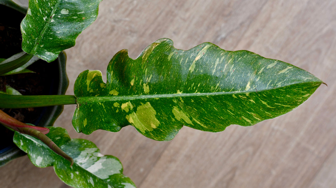 philodendron golden tiger tooth Philodendron 'Ring of Fire' | Variegated Tiger Tooth Plant