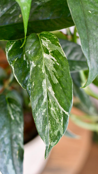 Epipremnum Pinnatum Variegated on Moss Pole | Variegated Pothos | Happy Houseplants