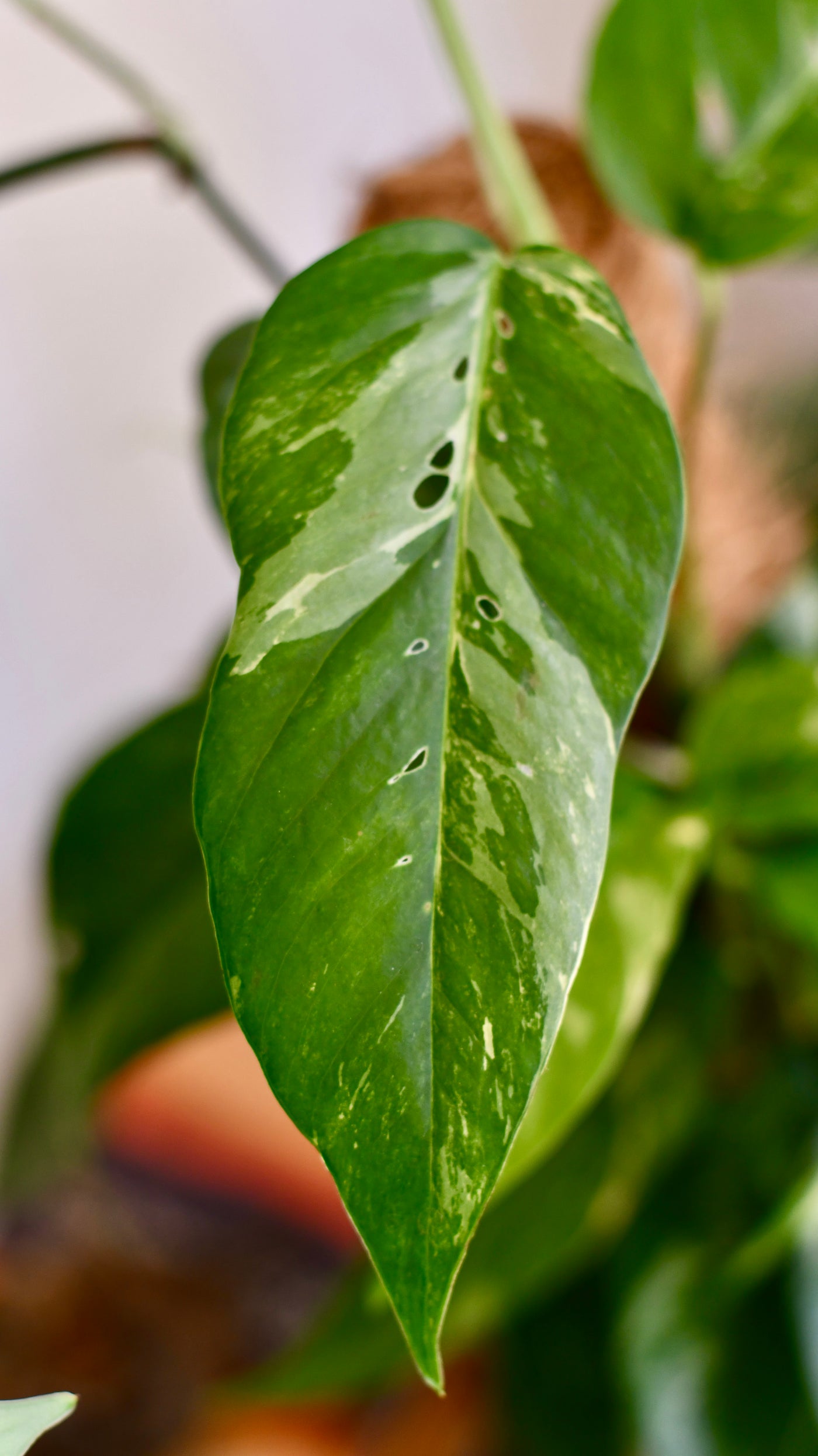 Epipremnum Pinnatum Variegated on Moss Pole | Variegated Pothos | Happy Houseplants