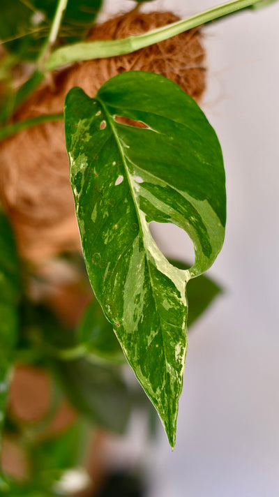 Epipremnum Pinnatum Variegated on Moss Pole | Variegated Pothos | Happy Houseplants