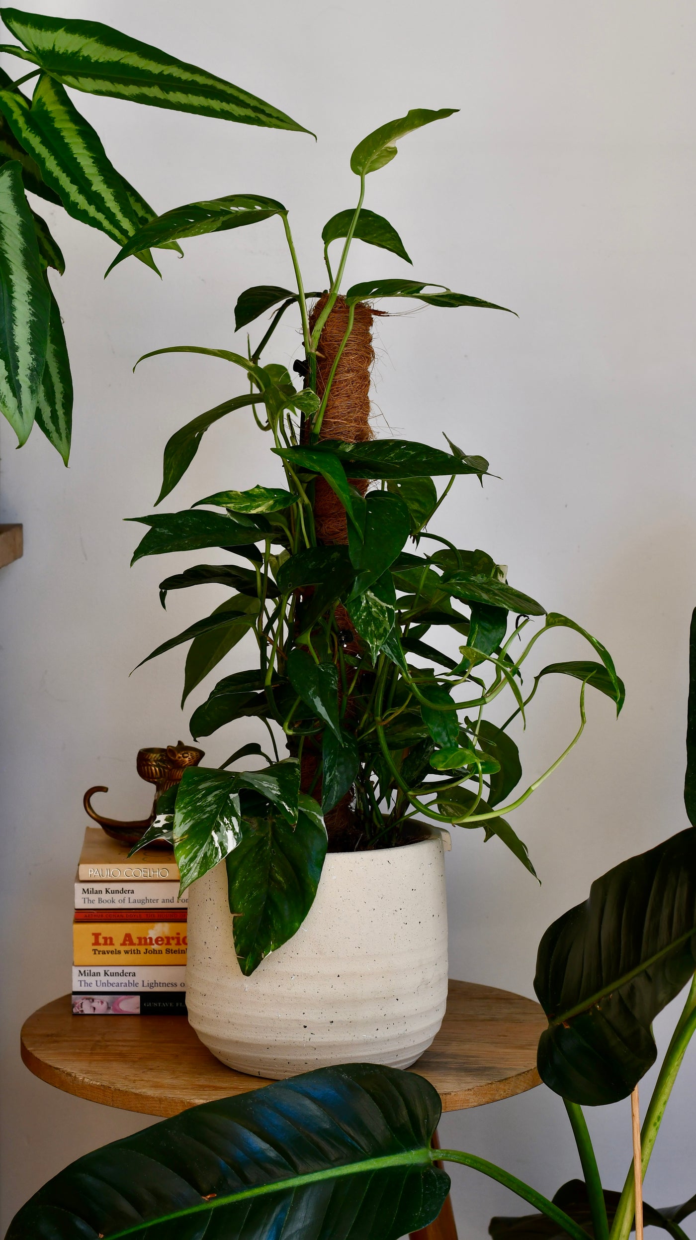 Epipremnum Pinnatum Variegated on Moss Pole | Variegated Pothos | Happy Houseplants