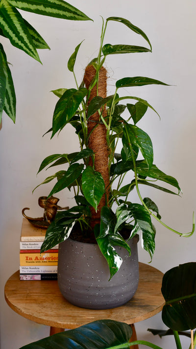 Epipremnum Pinnatum Variegated on Moss Pole | Variegated Pothos | Happy Houseplants