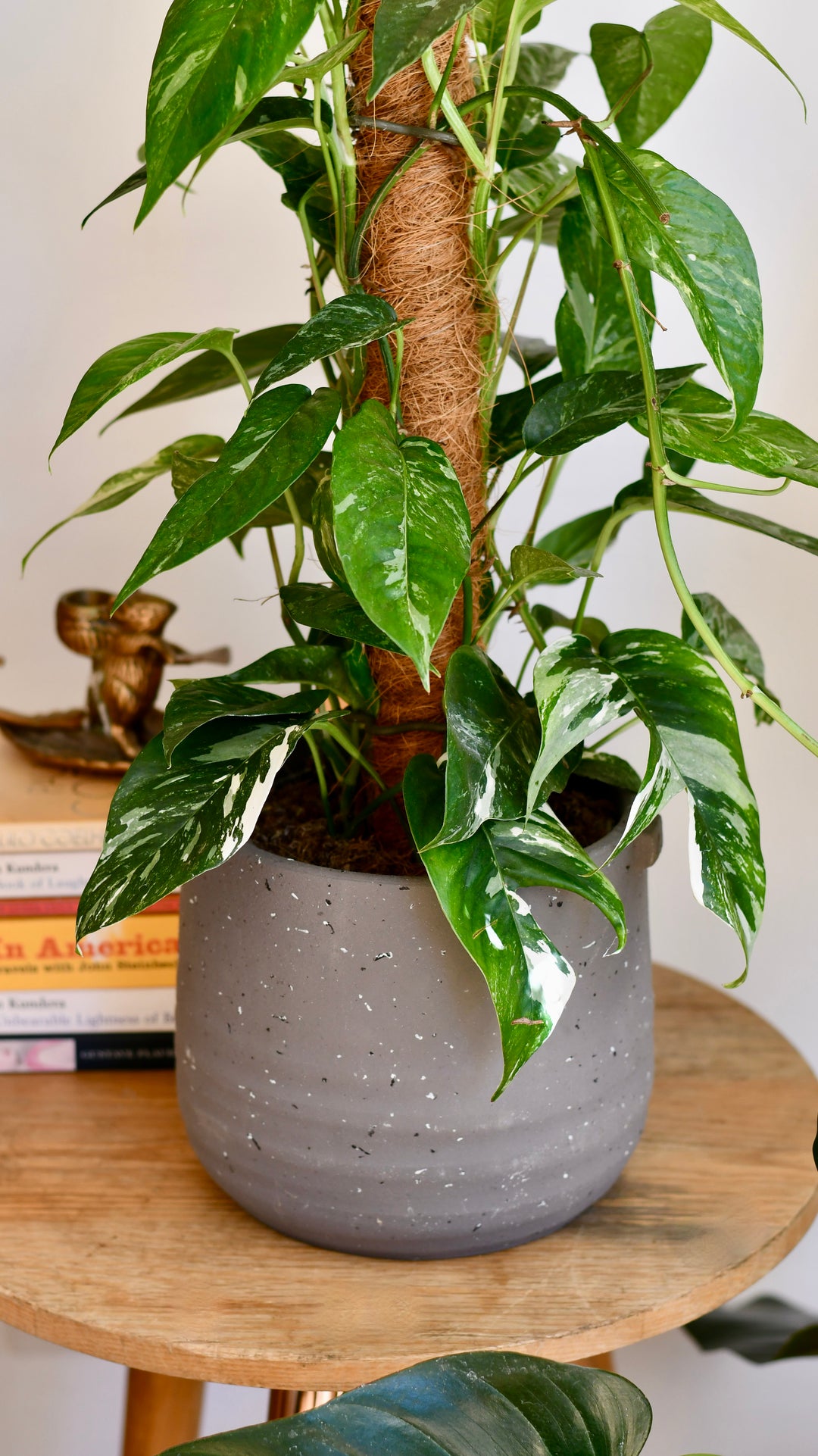 ikea pothos plant Epipremnum Pinnatum Variegated on Moss Pole | Variegated Pothos