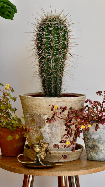 Pachycereus pringlei, Cardon Cactus or Mexican Giant Cardon