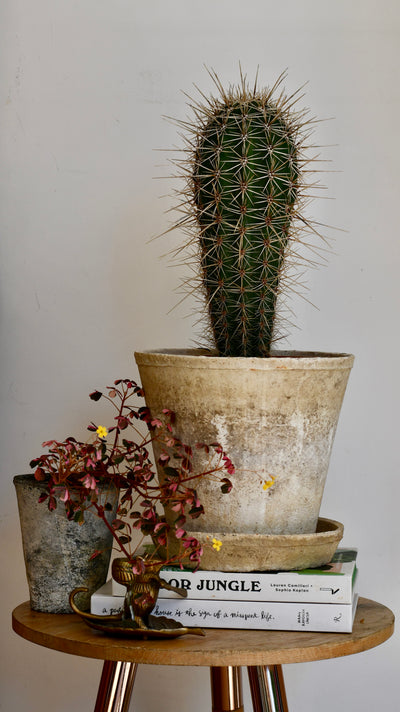 Pachycereus pringlei, Cardon Cactus or Mexican Giant Cardon