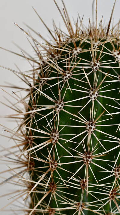 Pachycereus pringlei, Cardon Cactus or Mexican Giant Cardon