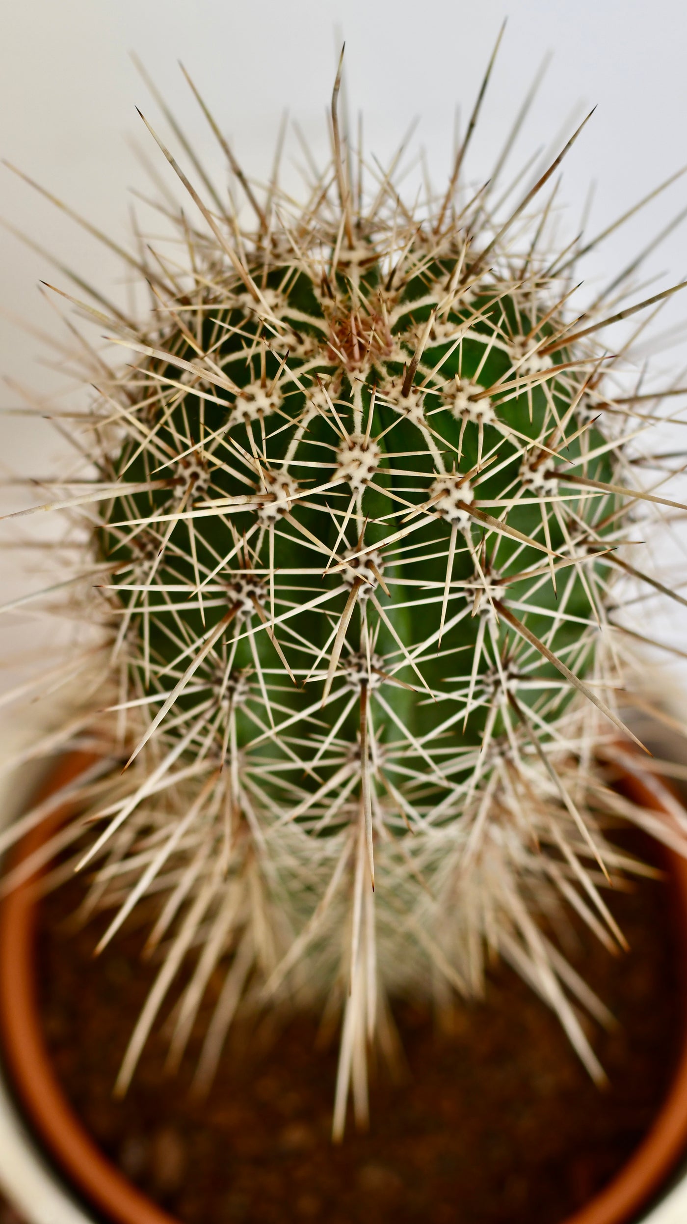 Pachycereus pringlei, Cardon Cactus or Mexican Giant Cardon
