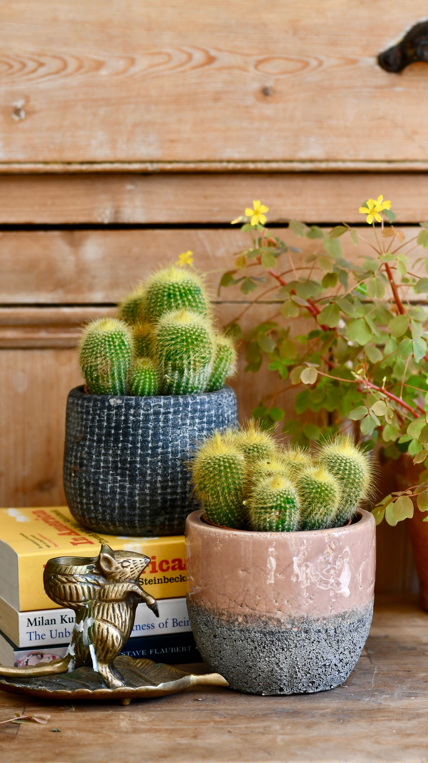 Notocactus leninghausii "Golden Ball Cactus"