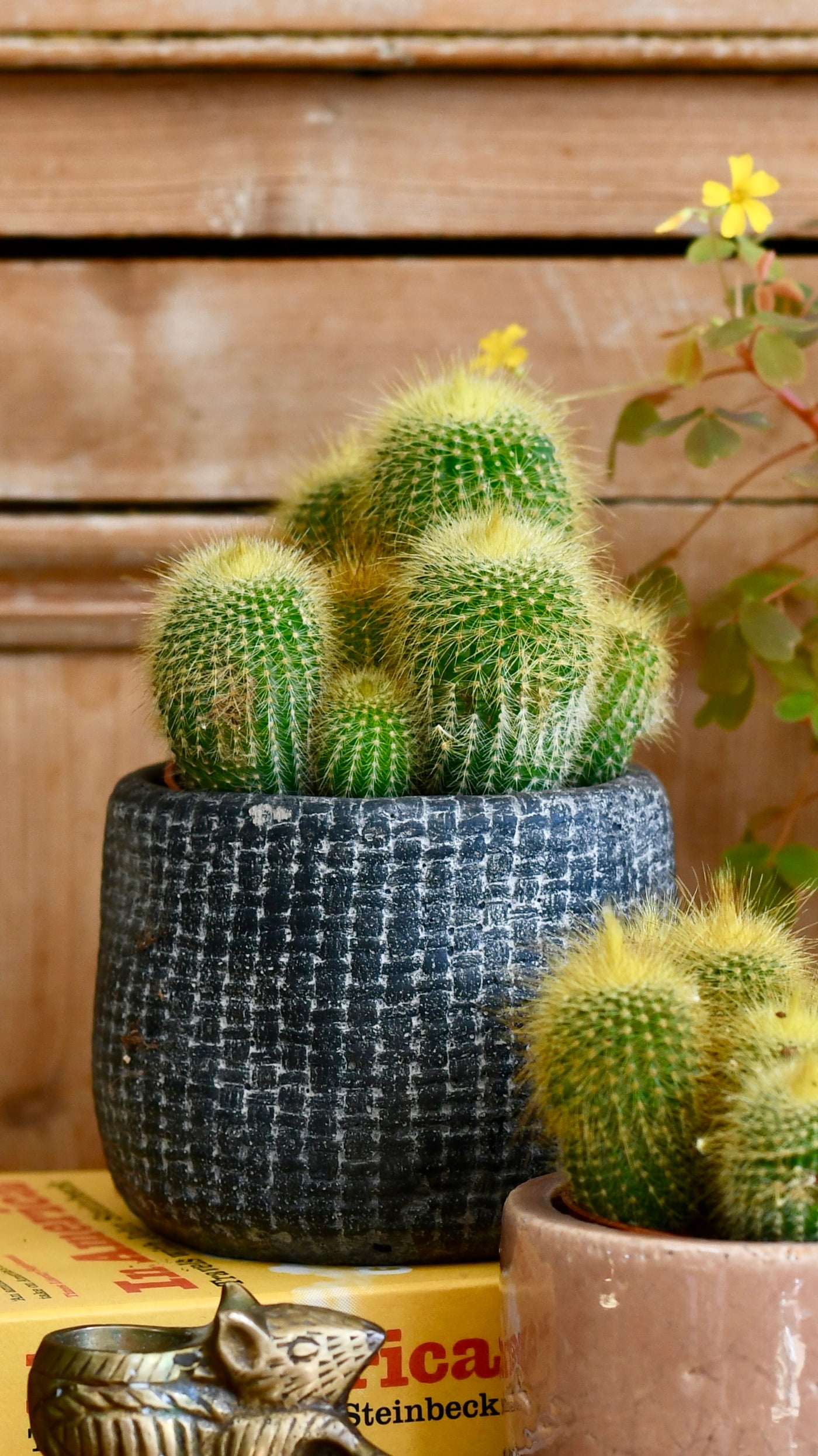 Notocactus leninghausii "Golden Ball Cactus"